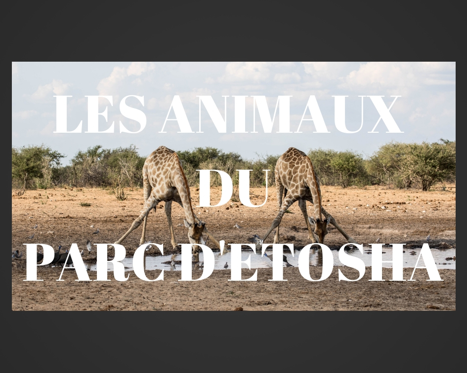 Animaux-etosha