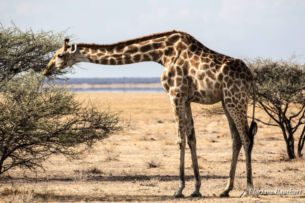 girafe etosha